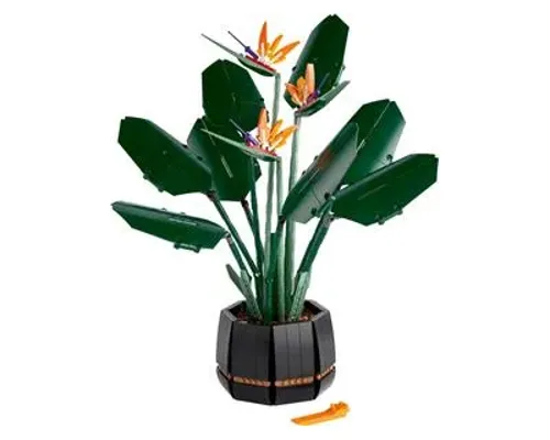 Bird of Paradise Image