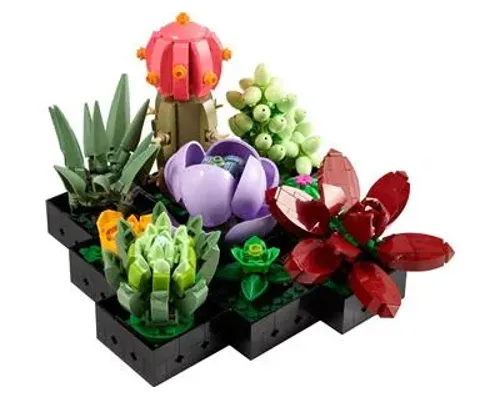 Succulents Image