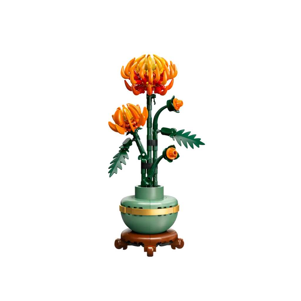 Chrysanthemum Image