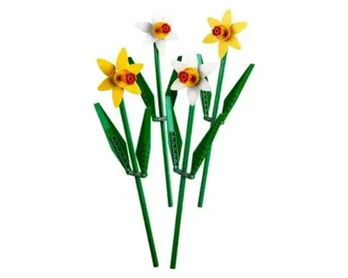 Daffodils Image